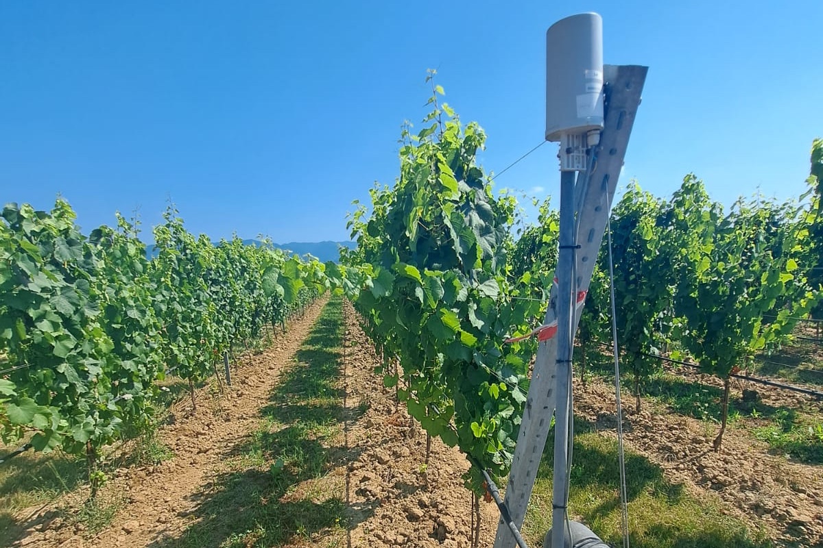 Vigneto dotato del sistema professionale di controllo dell’irrigazione wireless realizzato da Irritec